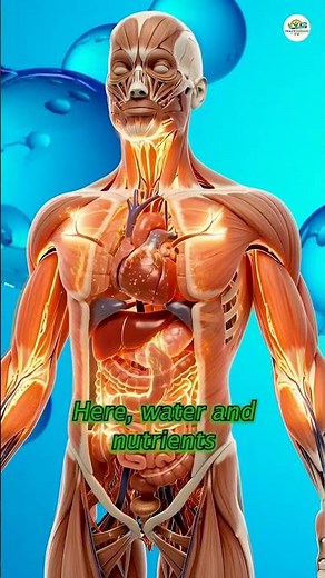 What Lime Water Really Does Inside Your Body #healthtips
