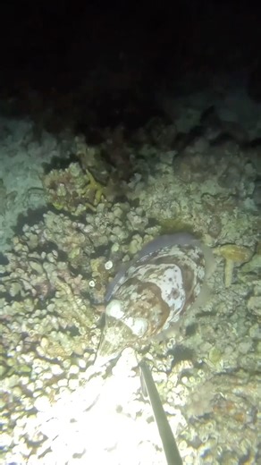 Super size giant cuttlefish #fishing #fish #spearfishing