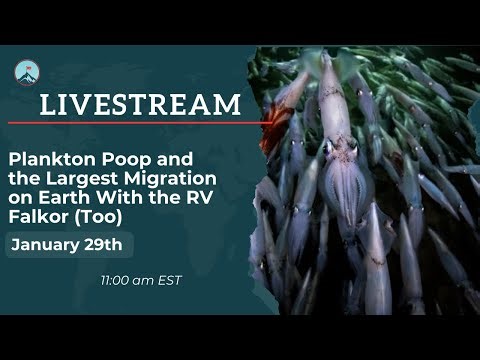 Plankton Poop and the Largest Migration on Earth With the RV Falkor (Too)
