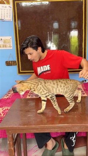 Do you care about stray animals? 💔🥺 #shorts #minivlog #ashortaday #vlog #tranding #cats #cat