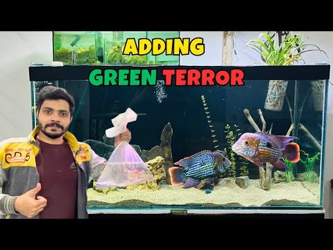 Green Terror Finally Added to My 4FT Tank 💚🐠 | Monster Fish Setup