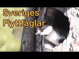 Sveriges Flyttfåglar