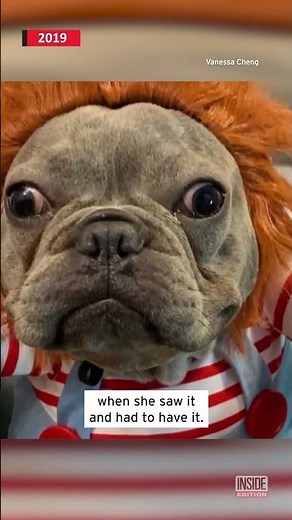 Adorable Dog Dressed Like Chucky #shorts