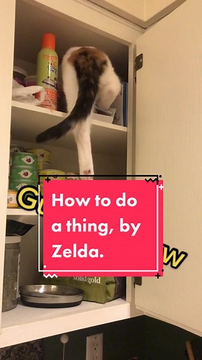 how to do a thing #cats #cattok #tiktokcats #pettokers #catsoftiktok #catcomedy #petsoftiktok #calicos#voiceeffects
