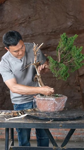 79K views · 2.7K reactions | Bonsai đẹp mắt 2025 | Bonsai Art | Facebook