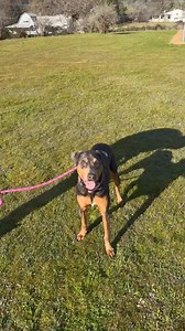 🌟Meet Kida!🌟 Kida is a 1-yr-old female Doberman Blend with a heart of gold and the goofiest personality once she warms up. 🩷🐾 She can be a little shy and nervous at first, but from what we've seen, she pushes through quickly and starts showing off her true self - a silly, playful, total dork who will absolutely make you laugh. 😆 Kida is sweet, affectionate, and loves attention, and she's always down for some fun! She's also good with other dogs, and her previous owners said she's good with 