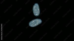 Paramecium caudatum found under the microscope. The movement of cilia paramecium caudatum in a dark field.