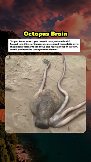 The Octopus That Has “Brains” in Its Arms #curiosity #mistery