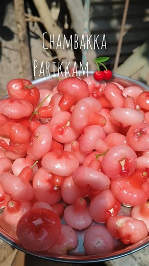 ചാമ്പക്ക കാലം🍒🤤#shorts #shortsviral #sour#youtubeshorts #trending #viral #chambakka#viralshorts#fyp