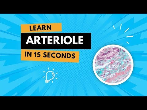 Learn Arteriole