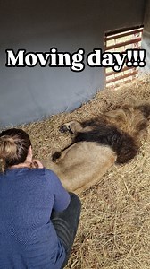 Moving day for Umkute. After a complete rebuild of one of our lion enclosures, it is finally ready and welcomes its first resident. Thank you to everyone who has been involved with this project. Chipangali Wildlife Orphanage - Leaders in Wildlife Conservation and Education since 1973 #chipangali #Wildlife #orphanage #lion #enclosure #conservation #education #movingday #travel #volunteer #volunteering #africa #zimbabwe | Chipangali Wildlife Orphanage