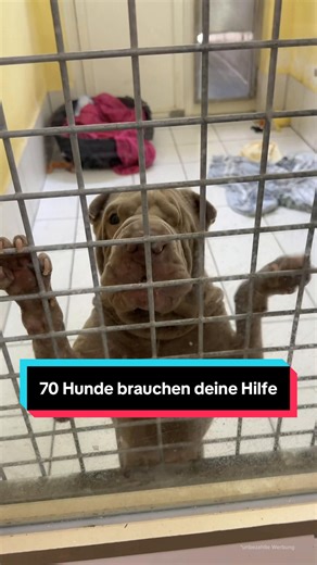 Shar Pei Rettung: 70 Hunde brauchen ein Zuhause