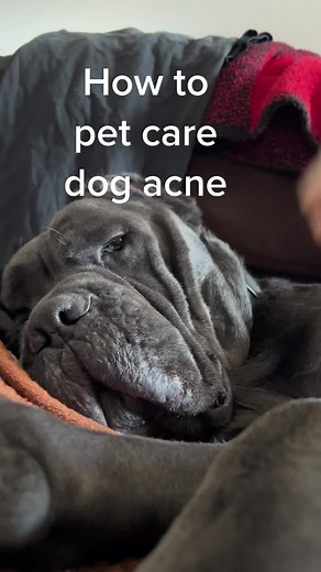 How to Treat Dog Acne: Best Practices for Applying Acne Cream