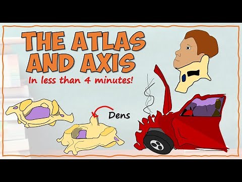 Anatomy of the Atlas and Axis