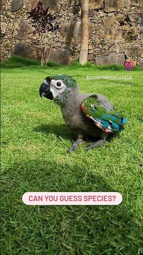 Mini Macaw - New Family Member | Handfeed Macaw Chick | Guess the species?