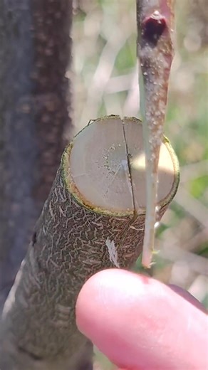 How To Graft A Plum Tree. #graftingplantschallenge #graftedfruitbearingtrees #graftingtechniques #graftingplants | Agri-offre