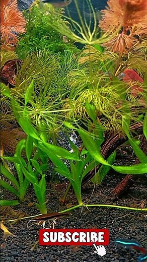 Peaceful Aquarium 🐟 | Relaxing Fish Tank for Sleep & Stress Relief