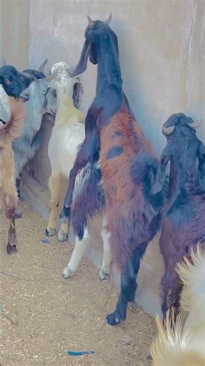 How goat jumping off #goat #viral