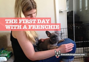 French Bulldog First Day & Night Home: What to Expect Hour by Hour