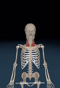 19K views · 142 reactions |  Vertigo? Headaches? Neck pain?...