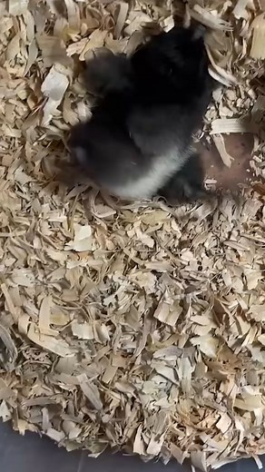 766K views · 5.2K reactions | Assisted Hatching #Reels #GoldShawFarm #Chick #Hatching #Farmlife | Gold Shaw Farm | Facebook