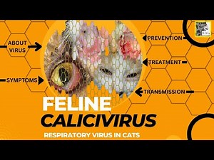 Feline Calicivirus (FCV) in Cats with Symptoms, Prevention and Treatment