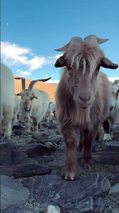 Pashmina goats in Ladakh, India