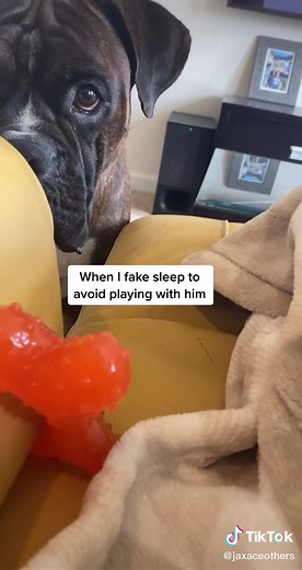 You can’t fool a boxer #boxerdog #dogs #fypシ #jax