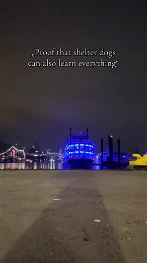 Its about Trust and time, you can do everything if you don’t give up🫶🏻 #dogsport #toxic #dc #dogcommunity #training