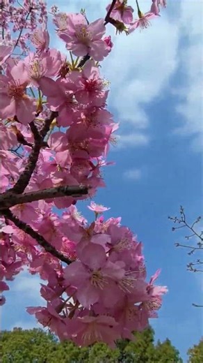 Shanghai’s Cherry Blossom Wonderland! ✨🌸 Gucun Park in Full Bloom.(上海的樱花仙境！✨🌸 顾村公园盛开中。)