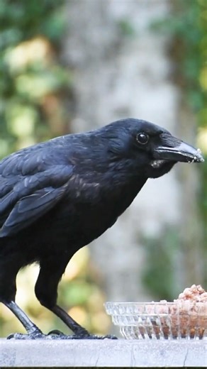 What do Crows Eat?