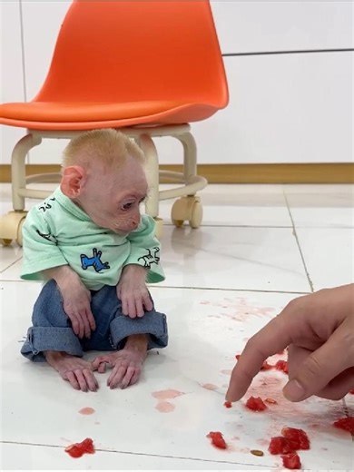 Monkey Jic Jic Got Scolded For Another Time For The Inappropriate Actions #monkey #fypシ゚viral #viral #funny