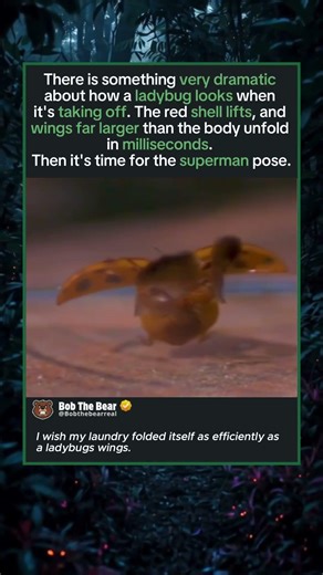 Nature’s Perfect Folding Mechanism