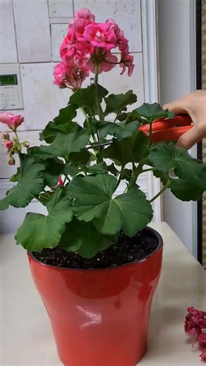 1.7M views · 10K reactions | The result a year after making a geranium pruning single-wood table. | Pizo Rutru | Facebook