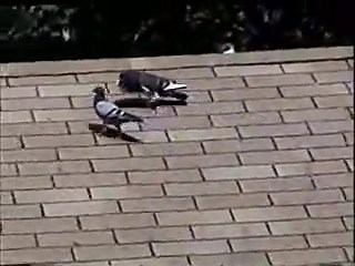 Horseman Thief Pouters by Will Brown