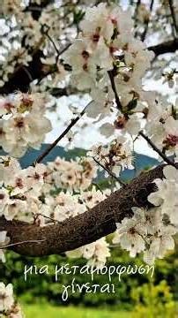 Cherry plum trees blossom / Ανθισμένες κορομηλιές