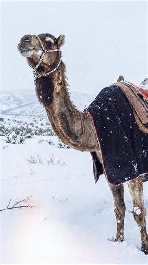 Mediterranean Voice on Instagram: "Snowfall in Saudi Arabia Causes Surprising Scenes A cold air wave affecting Saudi Arabia has brought snowfall to some regions, surprising both locals and social media users. The rare weather event stood out sharply against the country’s well-known desert climate. In mountainous and high-altitude areas, snow combined with desert landscapes created extraordinary scenes. Residents captured these rare moments on their phones, while experts noted that the event was