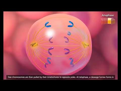 Ciclo Celular y Mitosis