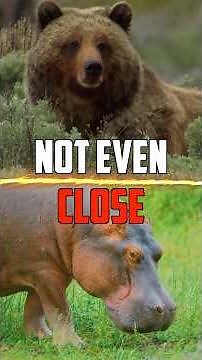 Grizzly Bear VS Hippo - Who Wins? #bear #grizzlybear #hippo #animals #nature #wildlife