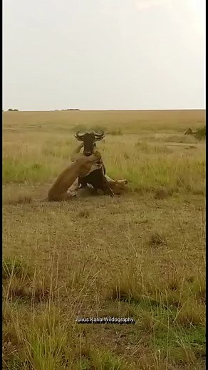 Lioness vs Gnu | Zebra Plains Mara Camps - Zebra Plains Collection