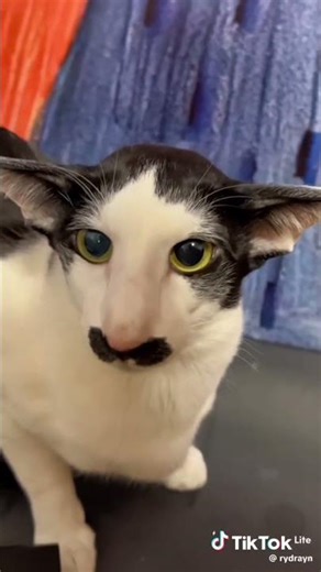 tole tole cat kawai