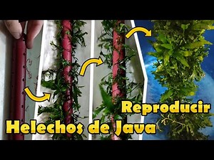 Aprende a Multiplicar #Helechos de Java en Tu #Acuario #Hospital #acuariofilia #acuariosplantados