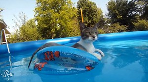 366K views · 8.3K reactions | Cats hating on summer. Hard. | The Dodo | Facebook