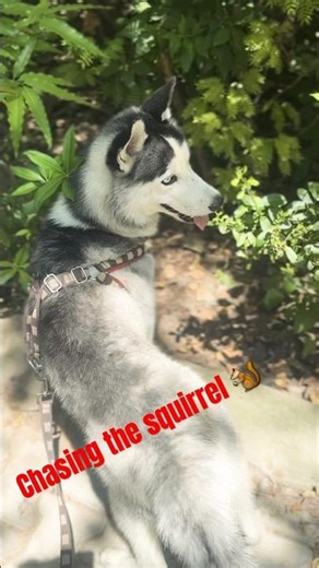 “Husky vs squirrel = chaos 🐿️”#viralreels #siberianhusky #viral #shorts #dog #husky #cute