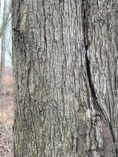 Old tree stand/ screw in steps in NJ state park #woods #treestand #stateparks #new jersey