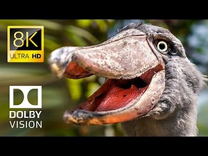 ANIMAL EMPIRE 60FPS 8K ULTRA HD