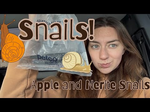 Adding Snails to my fish tank | 10 Gallon Planted Aquarium