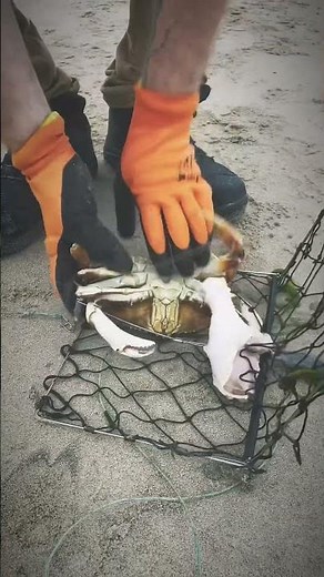 Shore Crabbing Netarts Bay Oregon Happy Camp Hideaway