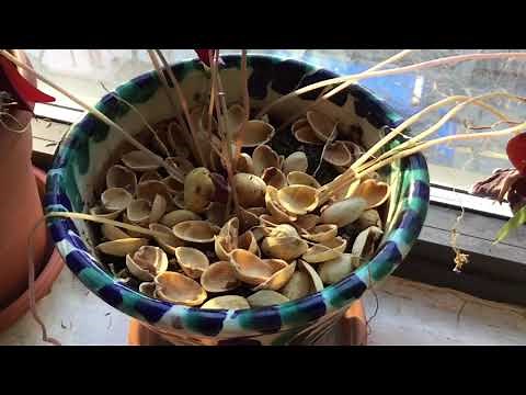 What to do with Pistachio Shells!