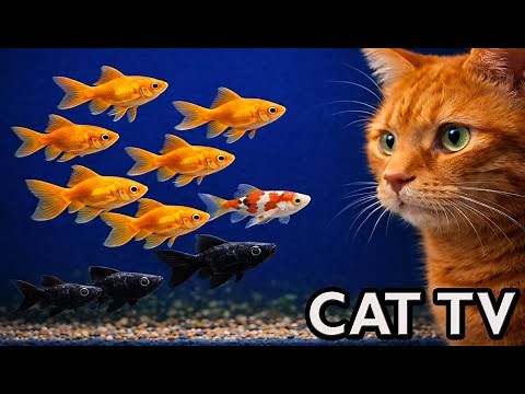 Cat TV Aquarium 🐟 Real Fish for Cats to Watch | Live